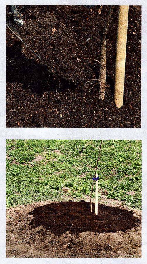 Как правильно посадить яблоню весной в открытый грунт: пошаговая инструкция по посадке саженцев