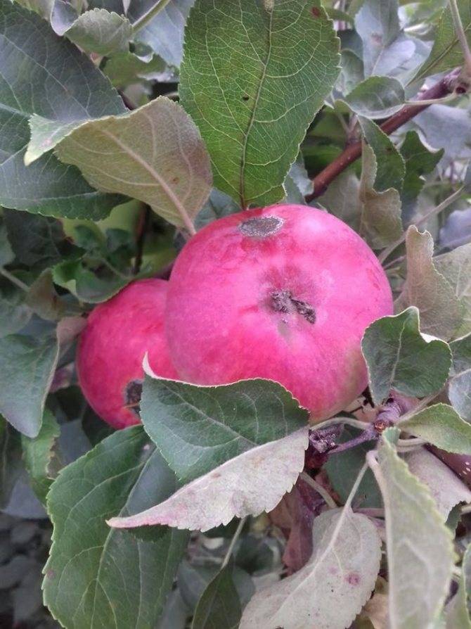 Сорт яблони мечта: фото, отзывы, описание, характеристики.