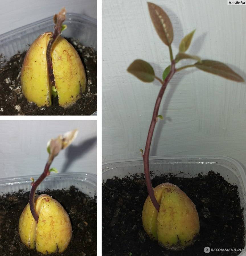 Подробнее о выращивании персика из косточки в домашних условиях
