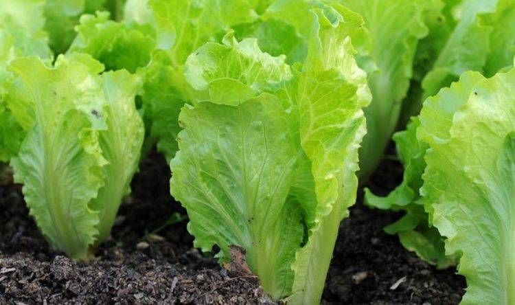 Лучшие сорта салата для сада и огорода