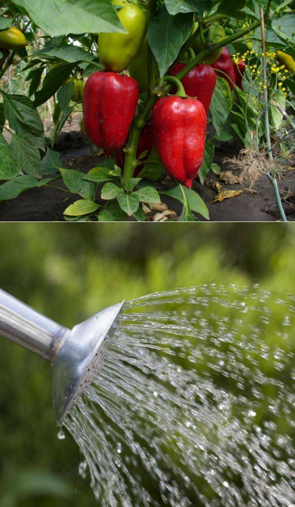 Как правильно и часто поливать перец в теплице и открытом грунте