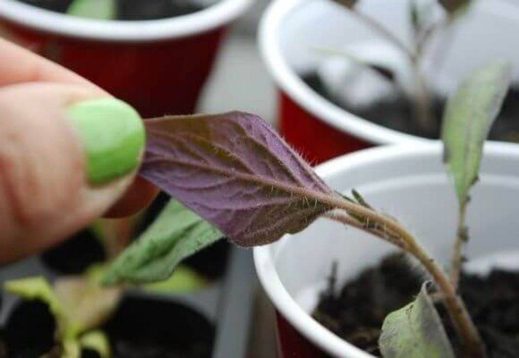 Почему у рассады помидор фиолетовые листья снизу? | фазенда рф