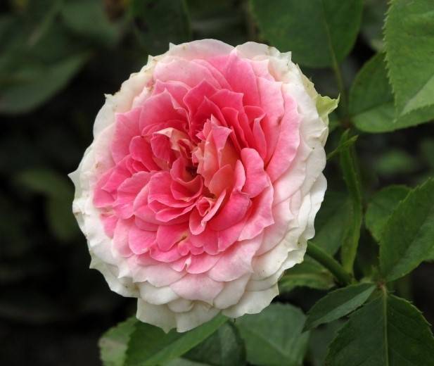 Характеристика и особенности выращивания розы “цезарь”