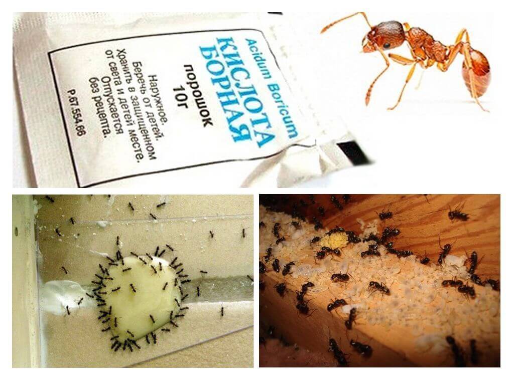 Борная кислота от муравьев в огороде или квартире: рецепты средства, как избавиться от насекомых