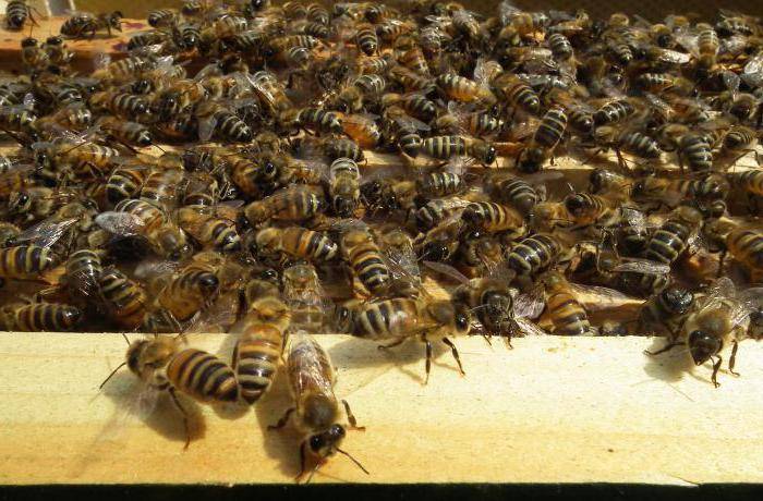 Пчелы порода бакфаст и элгон. продуктивность пчел. как правильно выбрать породу пчел. создание продуктивной пчелосемьи. пчелиные породы