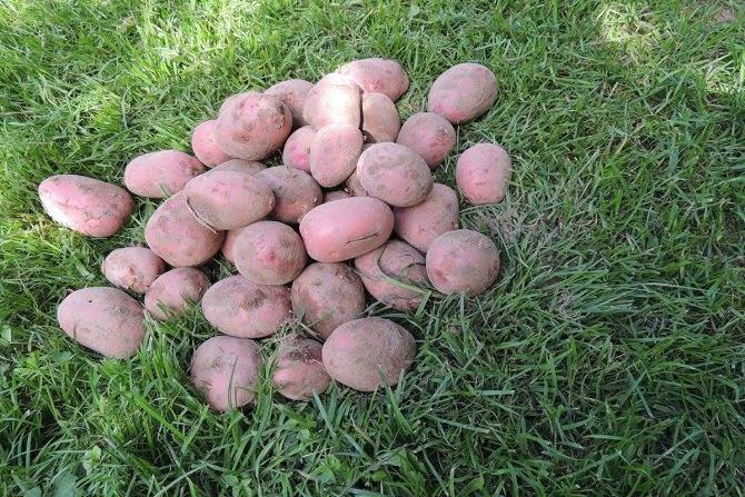 Сорт картофеля ласунок: характеристика, описание с фото, отзывы – сад и огород своими руками
