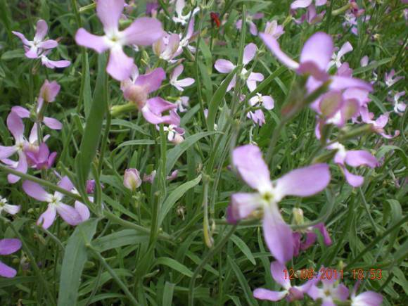 Душистый цветок маттиола двурогая: как вырастить ароматное растение