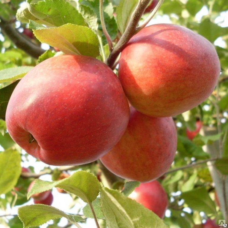 Описание сорта яблони пепин шафранный: фото яблок, важные характеристики, урожайность с дерева