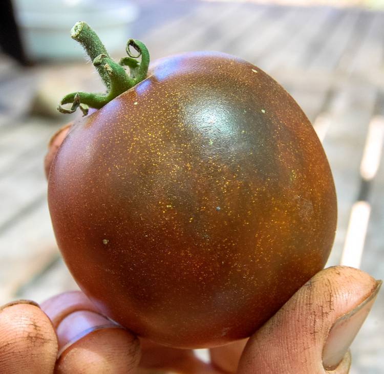 Пять сортов черных томатов  с изумительным вкусом —  описание с фото