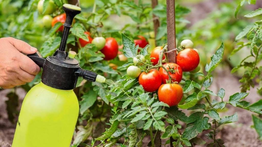 Правила полива помидоров раствором марганцовки