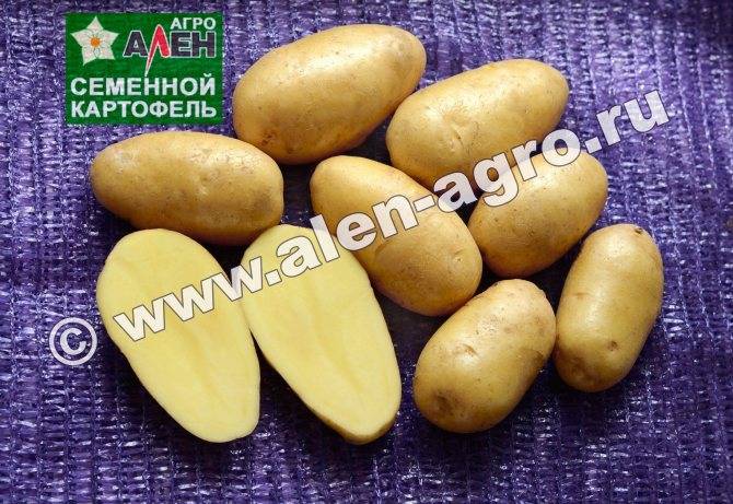Характеристика, описание, урожайность, отзывы и фото сорта картофеля «фелокс».