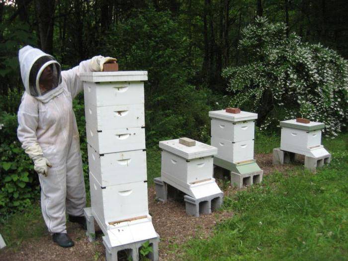 Особенности обработки пчёл щавелевой кислотой