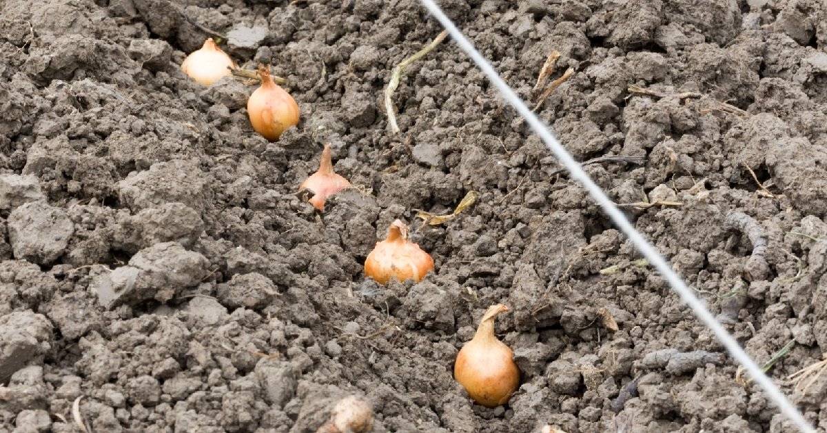 Озимый чеснок: выращивание и уход в открытом грунте