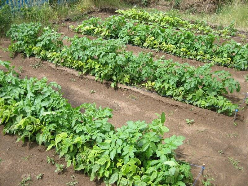 Как правильно подготовить посадочный материал и когда сажать картофель, чтобы получить богатый урожай