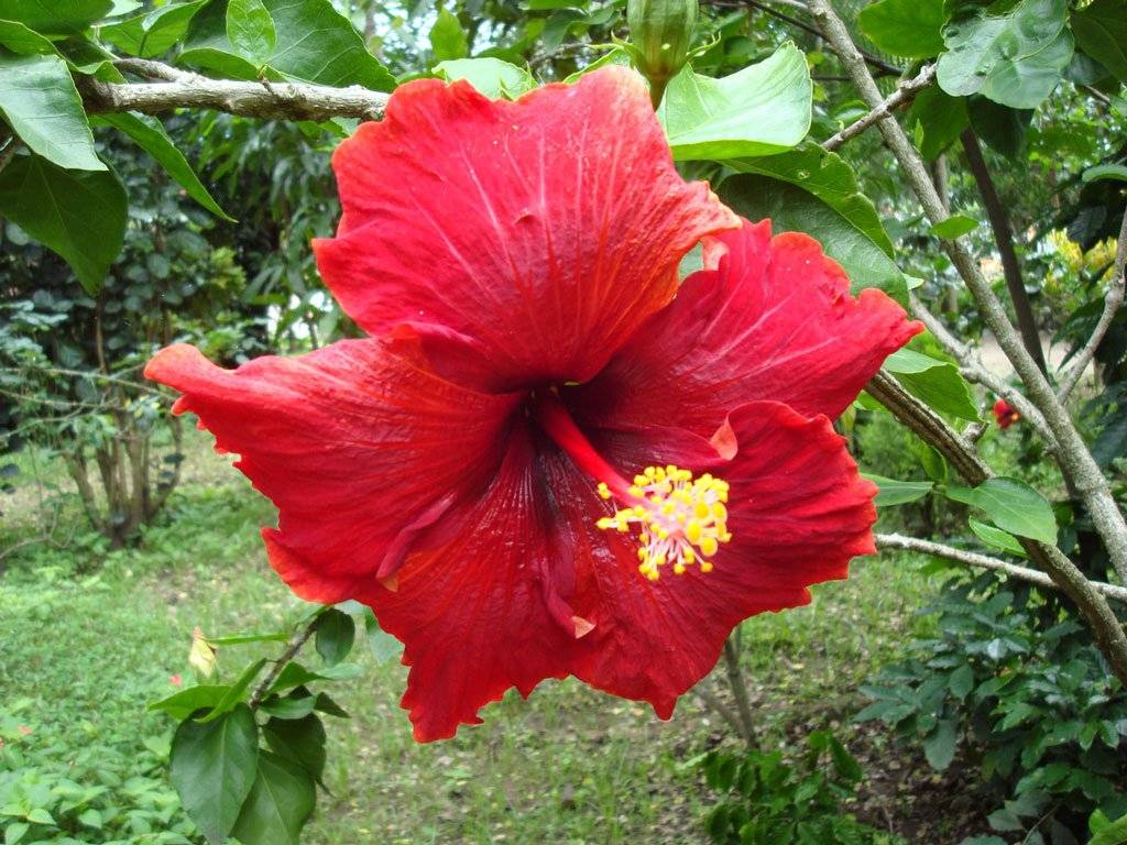 Гибискус “цветок смерти” – почему его так называют, народные приметы