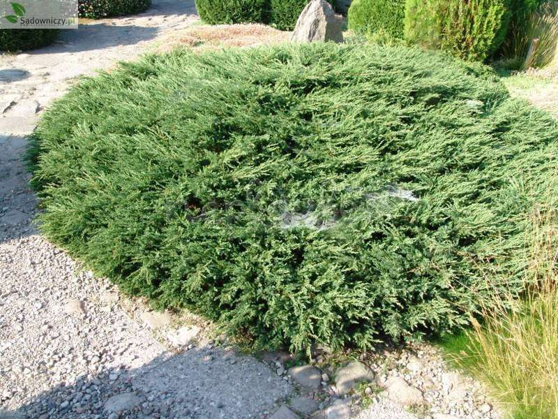 Можжевельник обыкновенный хиберника (juniperus communis hibernica),купить можжевельник,можжевельник сорта,саженцы можжевельника,хвойные кустарники,можжевельник сорта,купить саженцы,посадка и уход,можж