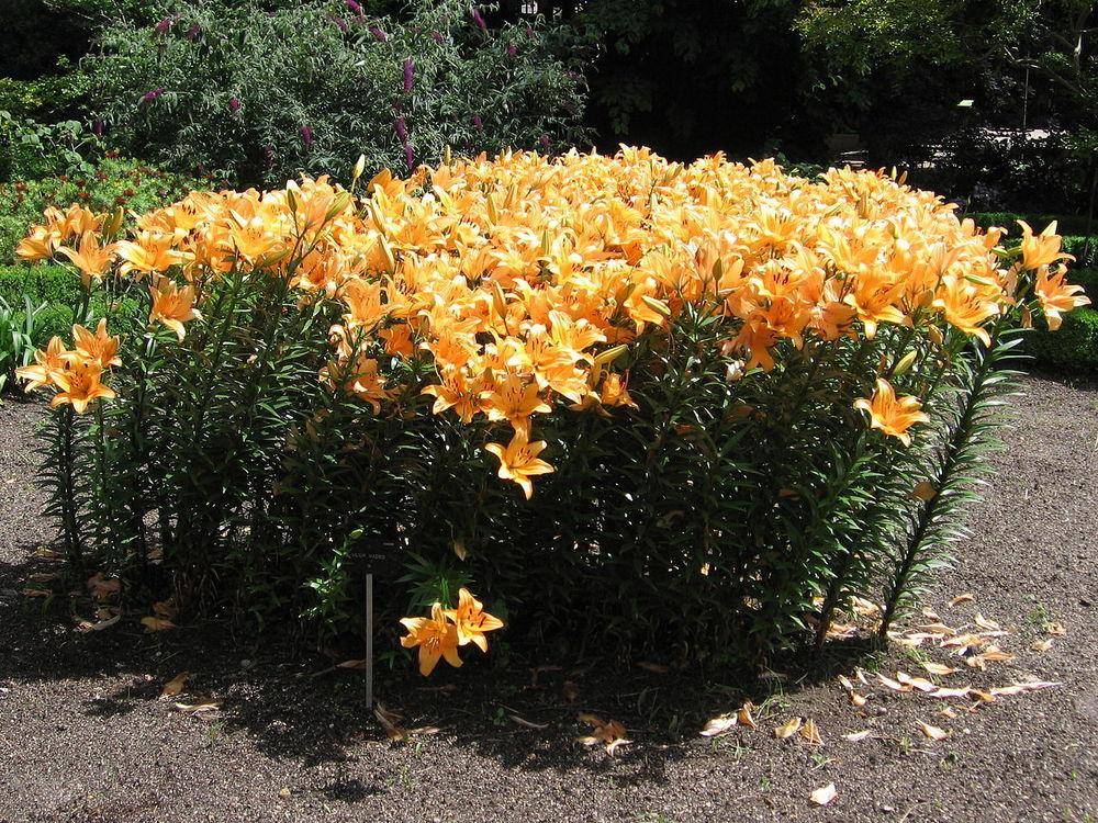Лилии – выращивание и уход в саду