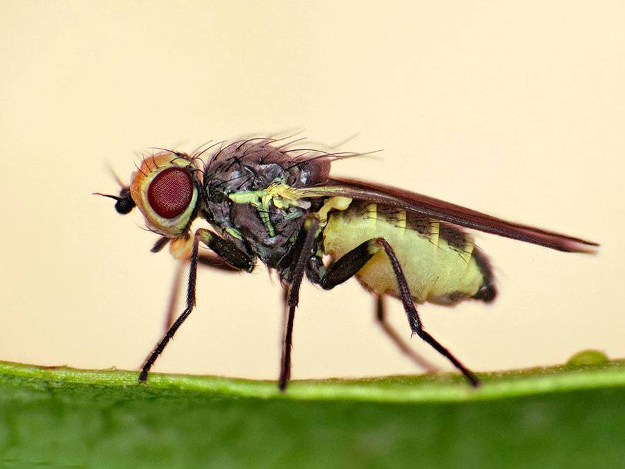Как бороться с луковой мухой на грядке народными средствами и препаратами в 2021 году
