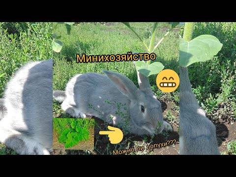 Молочай для кроликов — польза или вред?