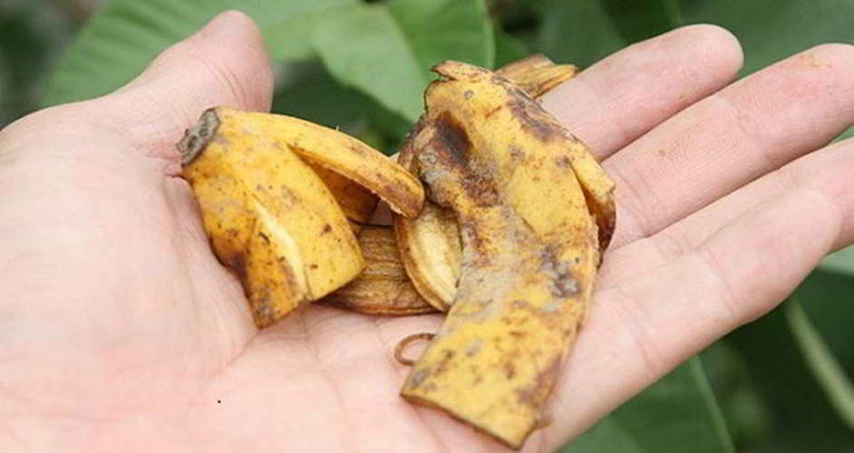 Как сделать удобрение из банановой кожуры: 5 рецептов