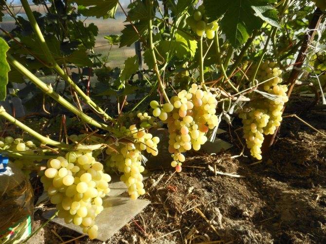 Виноград тасон, описание сорта тасон