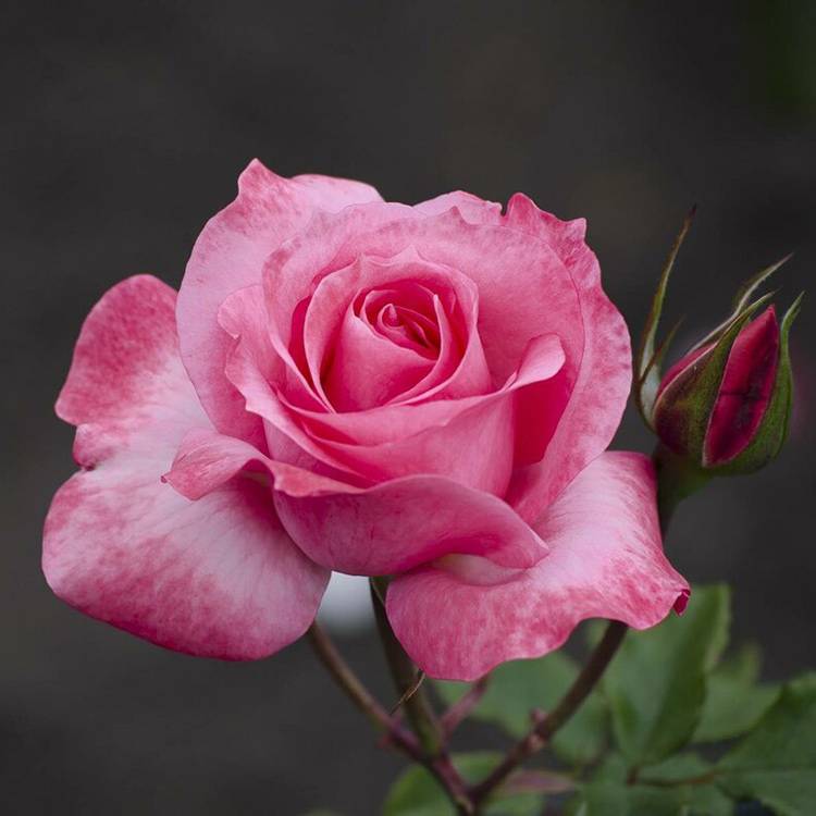 Фото и описание лучших сортов роз