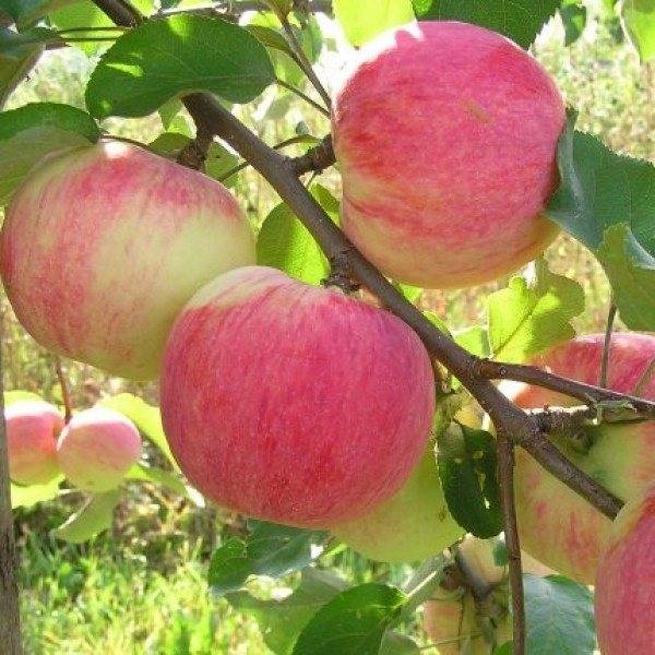О яблоне подарок графскому: описание сорта, характеристики, агротехника, как выращивать