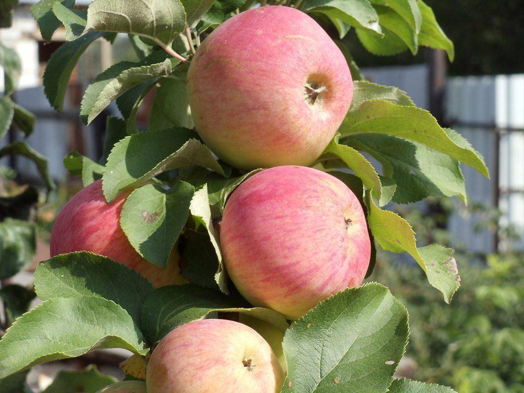 О яблоне Персиянка: описание сорта, характеристики, агротехника, выращивание