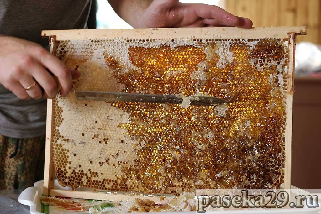 Сколько меда производит и приносит одна пчела за свою жизнь?