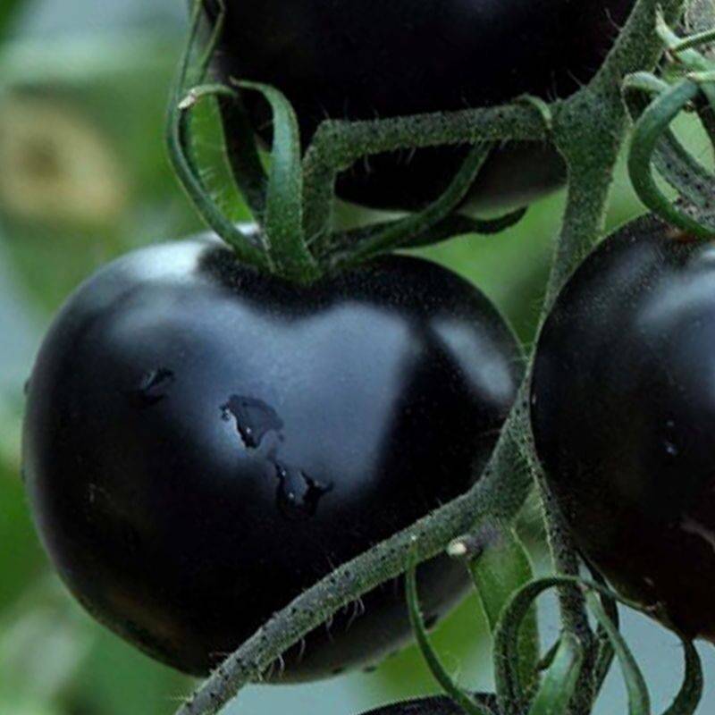 Сорта черных томатов для теплиц и открытого грунта