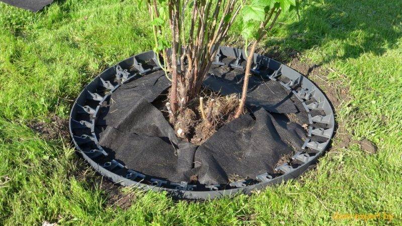 Приствольные круги у деревьев в саду – мульчировать или лучше перекапывать