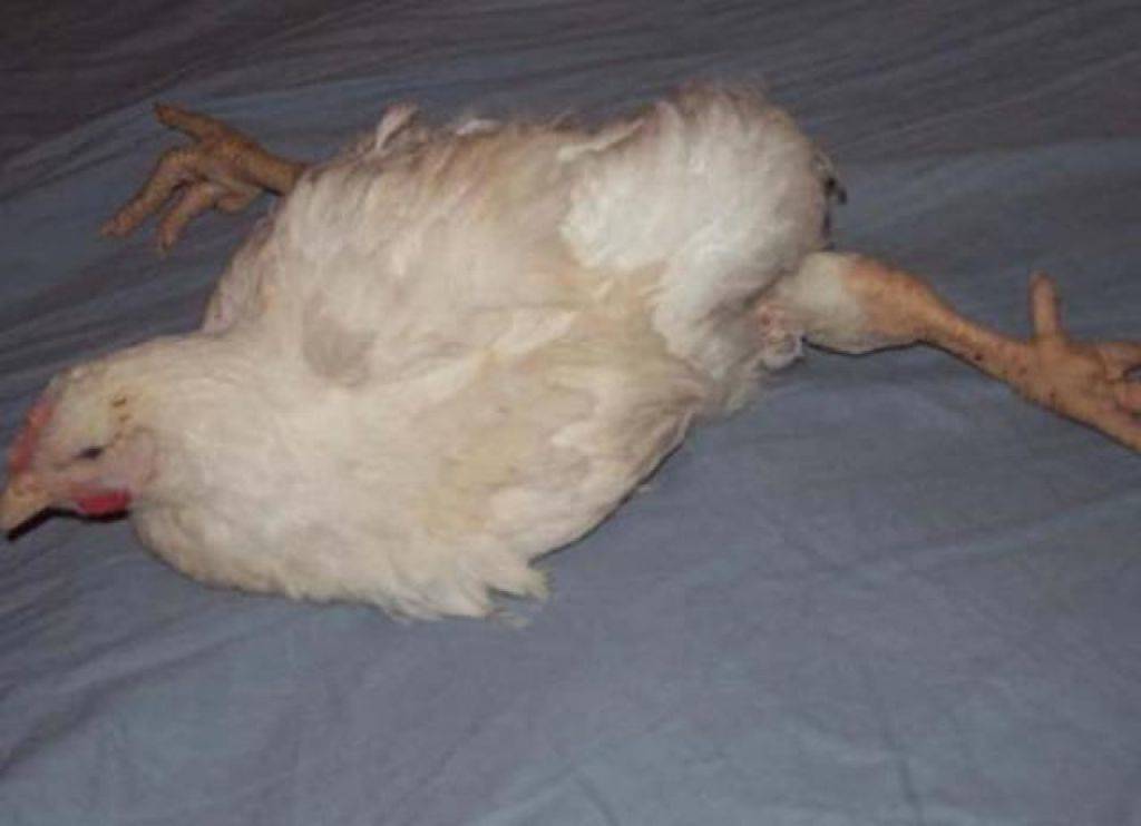 Болезнь марека у кур: причины, симптомы и лечение болезни