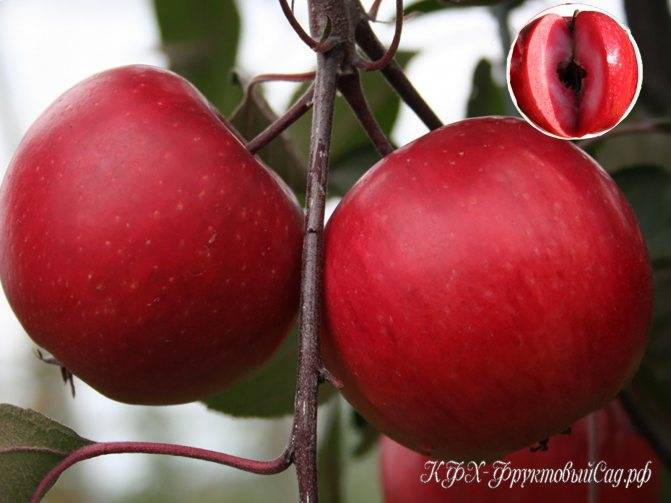 Выращивание яблони розовый жемчуг
