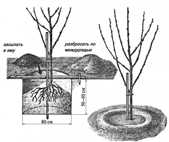 Что посадить рядом с туей, как влияет на плодовые деревья, можно ли сажать рядом с яблоней или грушей