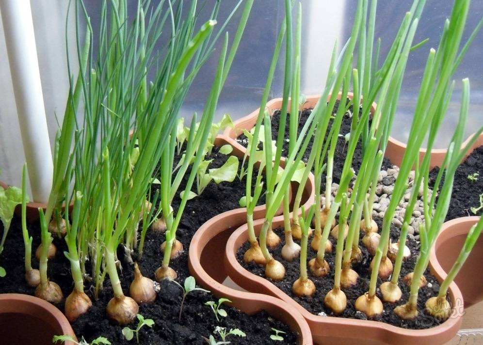 Как посеять и вырастить лук севок на подоконнике — как сажать лук севок дома на подоконнике — про огород