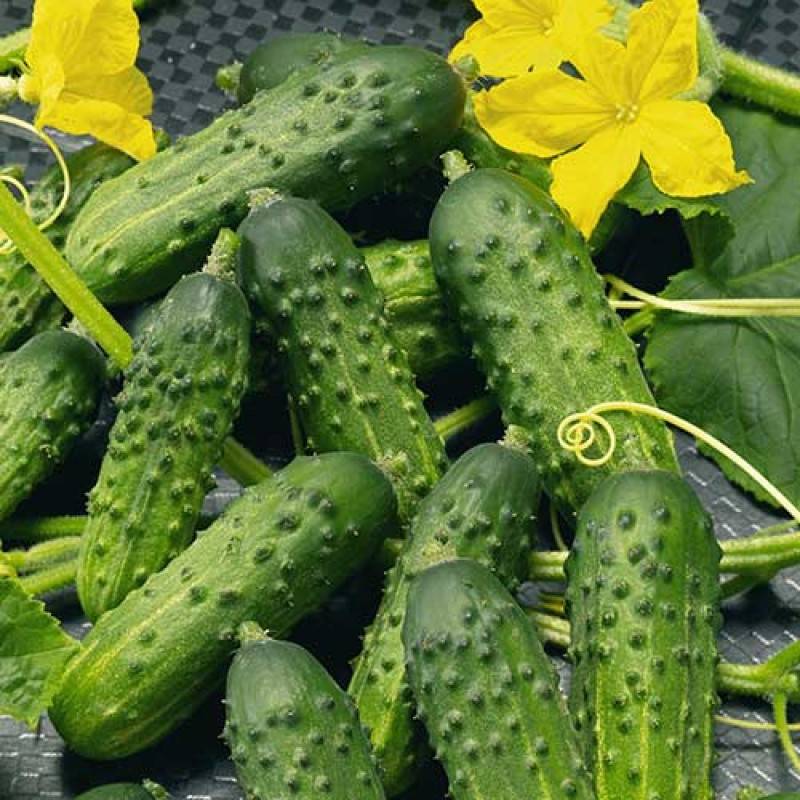 Огурцы корнишоны — лучшие сорта