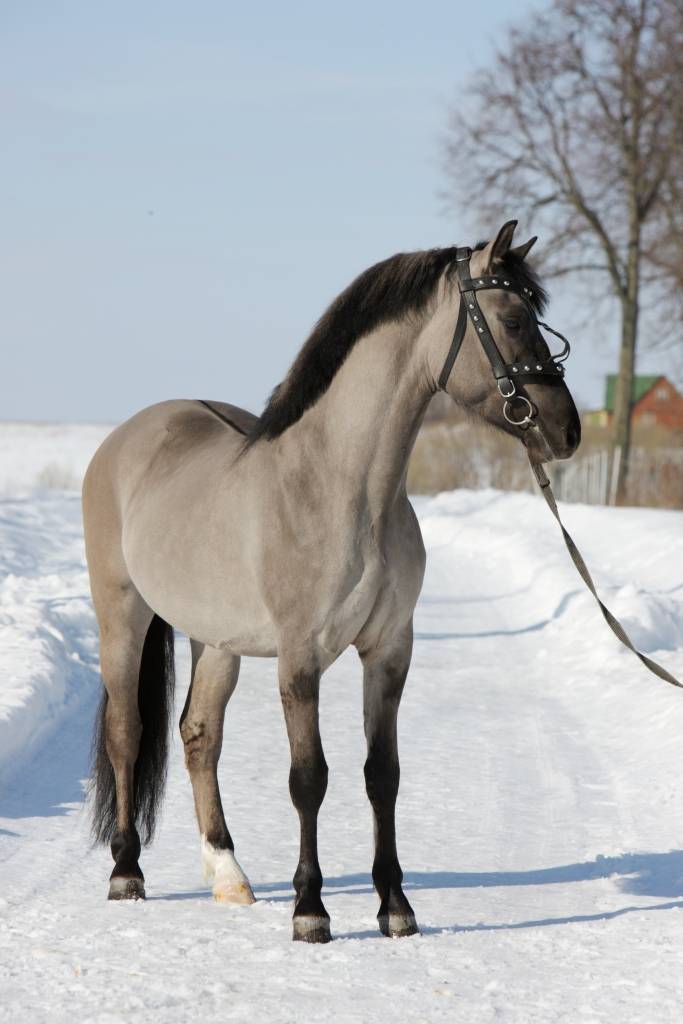 Соловая масть лошадей: описание и содержание пород, достоинства и недостатки, особенности ухода, фото