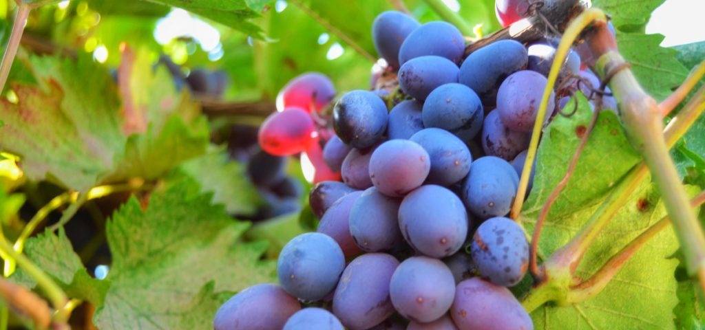 Описание сорта, отзывы и особенности выращивания винограда велика