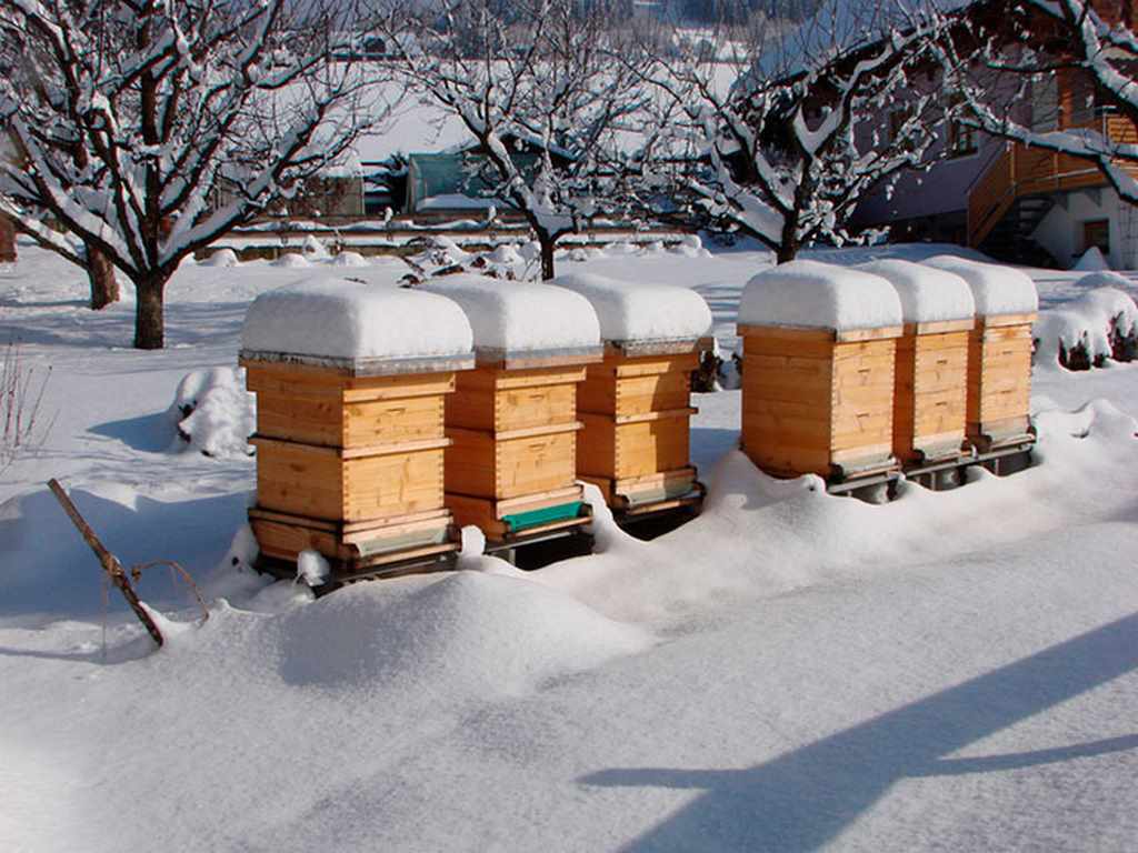Подготовка пчел к зимовке, что и как нужно делать, когда начинать, выбор корма и обработка пчелиных семей