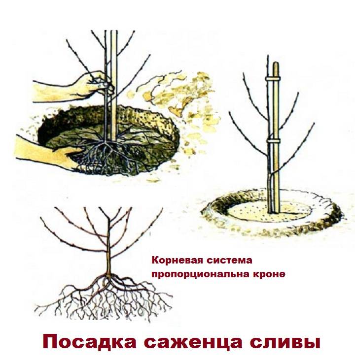 Как посадить сливу правильно весной саженцами в открытый грунт: пошаговая инструкция
