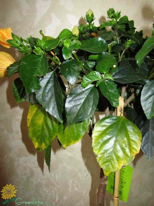 Гибискус: желтеют и опадают листья. проблемы выращивания гибискуса