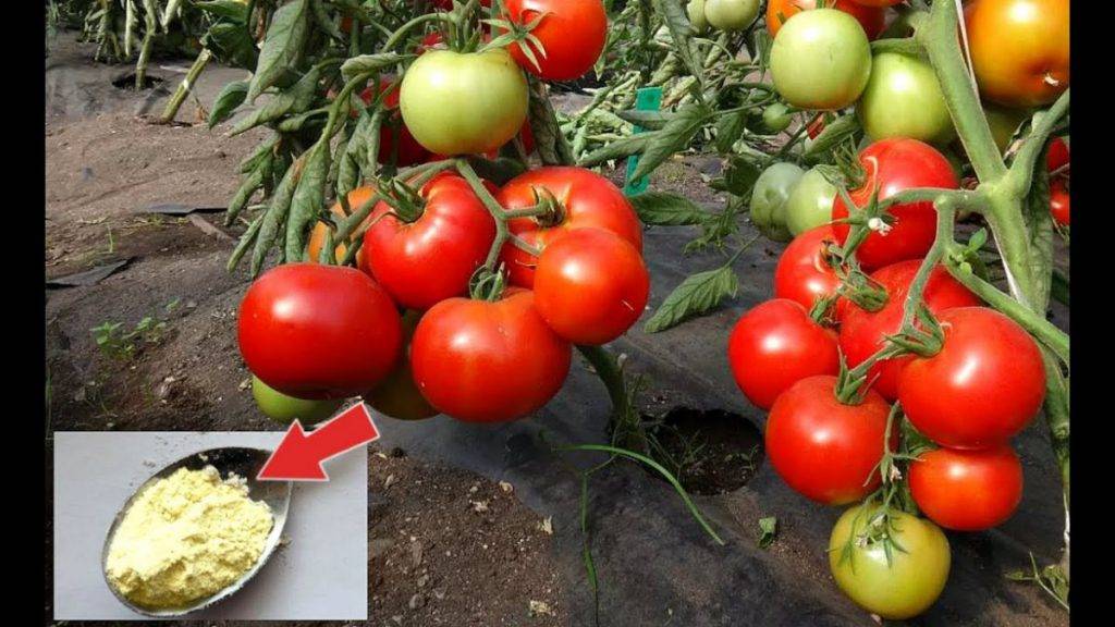 Подкормка помидоров: когда и чем подкармливать, схема