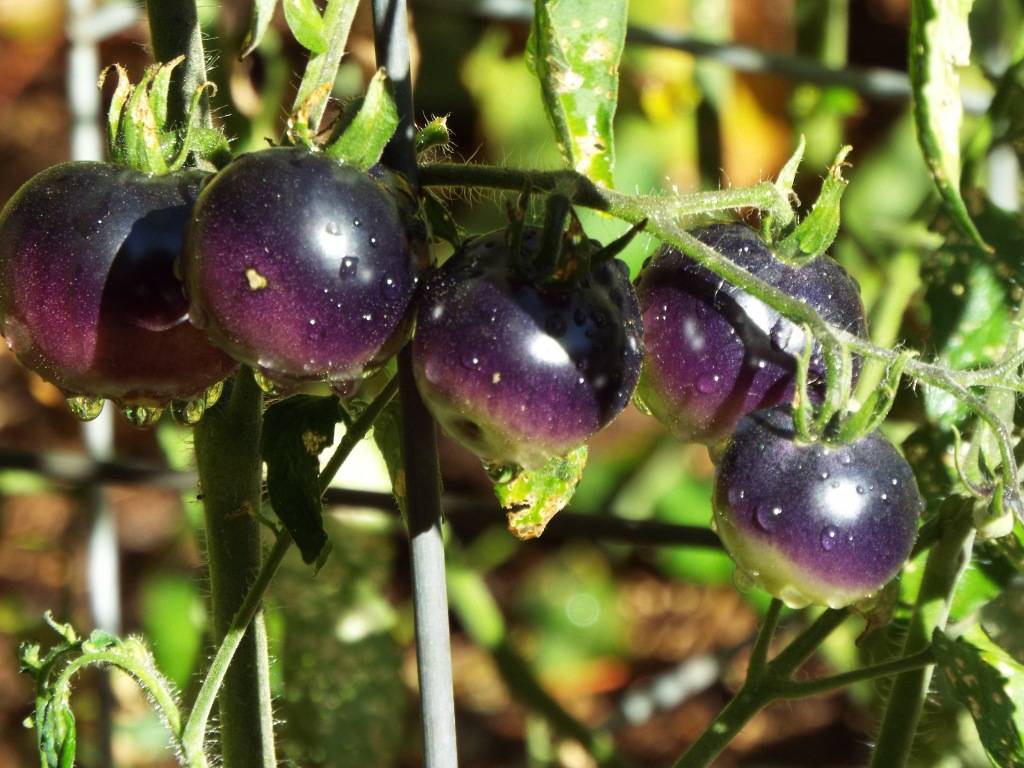 Индиго роуз: описание сорта томата, характеристики помидоров, посев