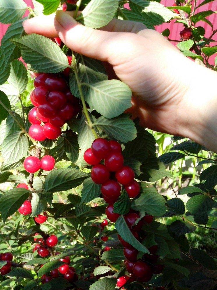 Войлочная вишня – ягода молодости: польза и вред