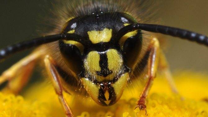 Основные отличия благородной пчелы и осы
