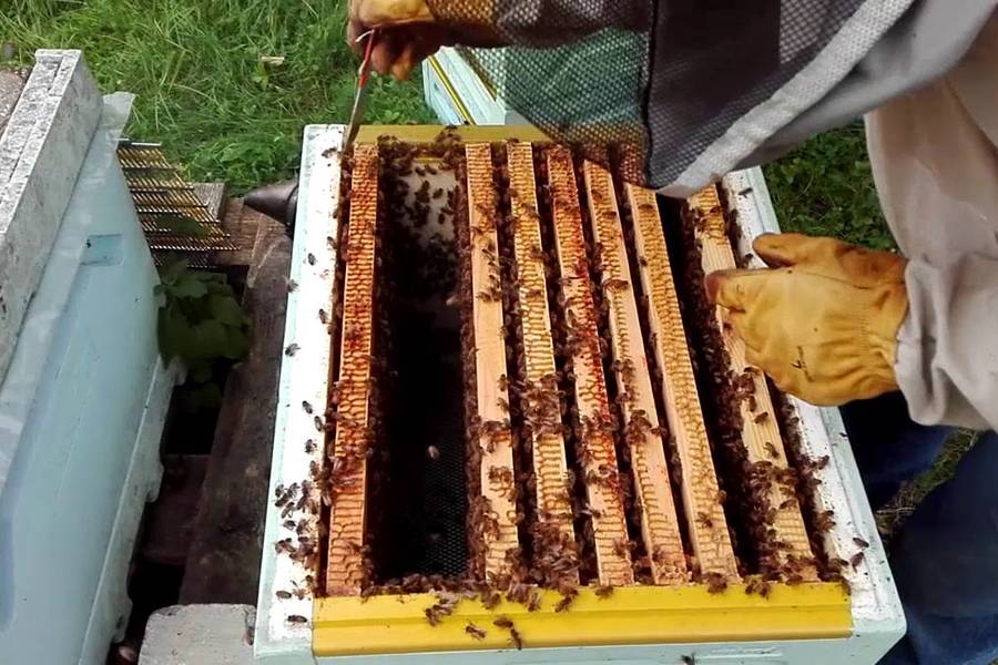 Как утеплить пчел на зиму: утепление ульев и строительство омшаника