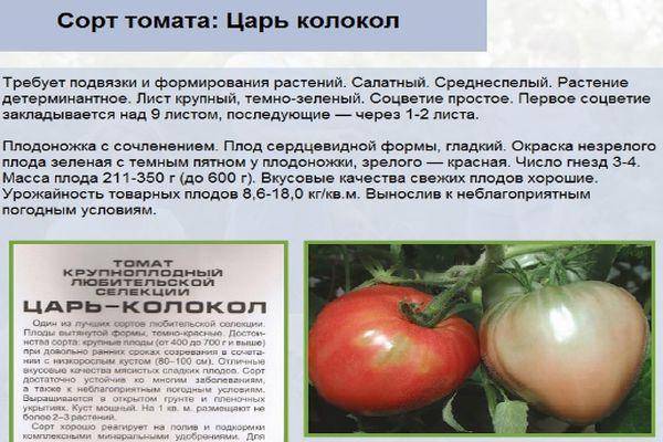 ✅ томат татьяна: описание сорта томата, характеристики помидоров, посев