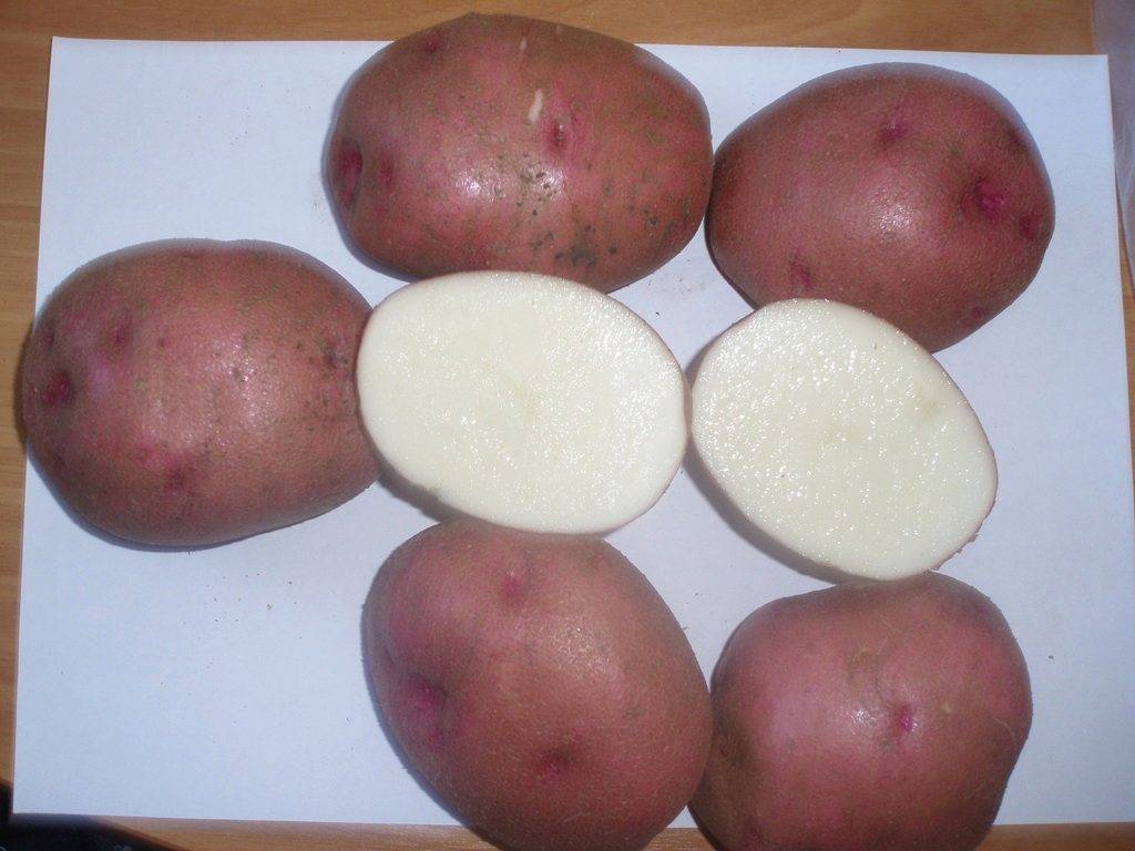 Характеристика, описание, урожайность, отзывы и фото сорт картофеля «сорокодневка».