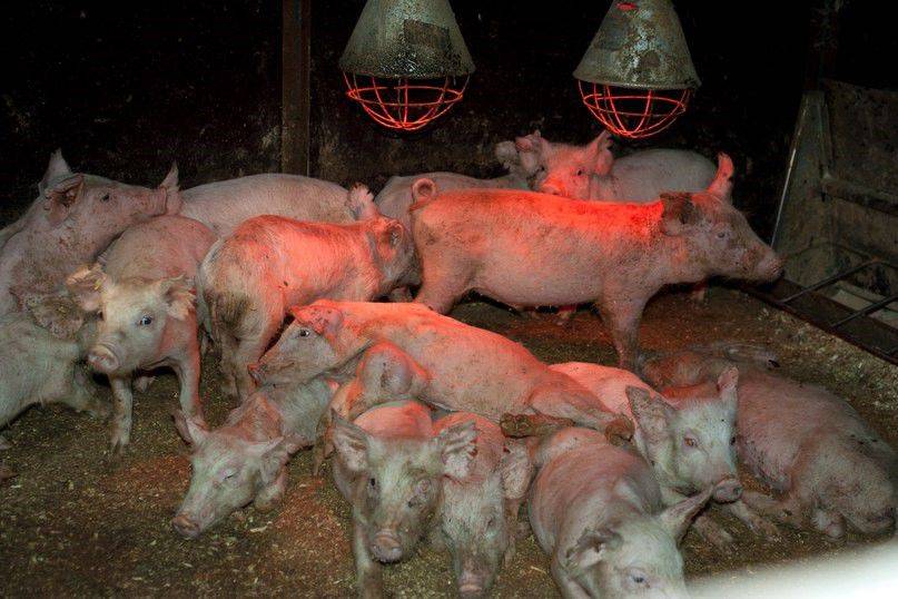 5 наиболее частых инфекционных заболеваний у свиней - белагроген - производитель ветеринарных препаратов