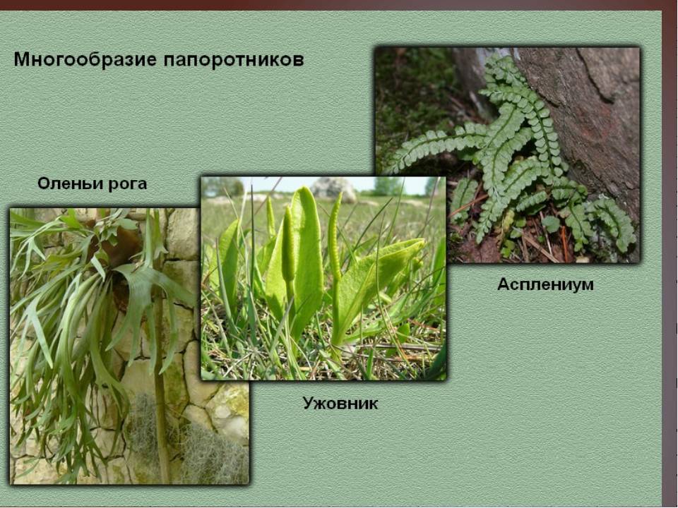 Папоротники: фото с названиями и описанием видов растения